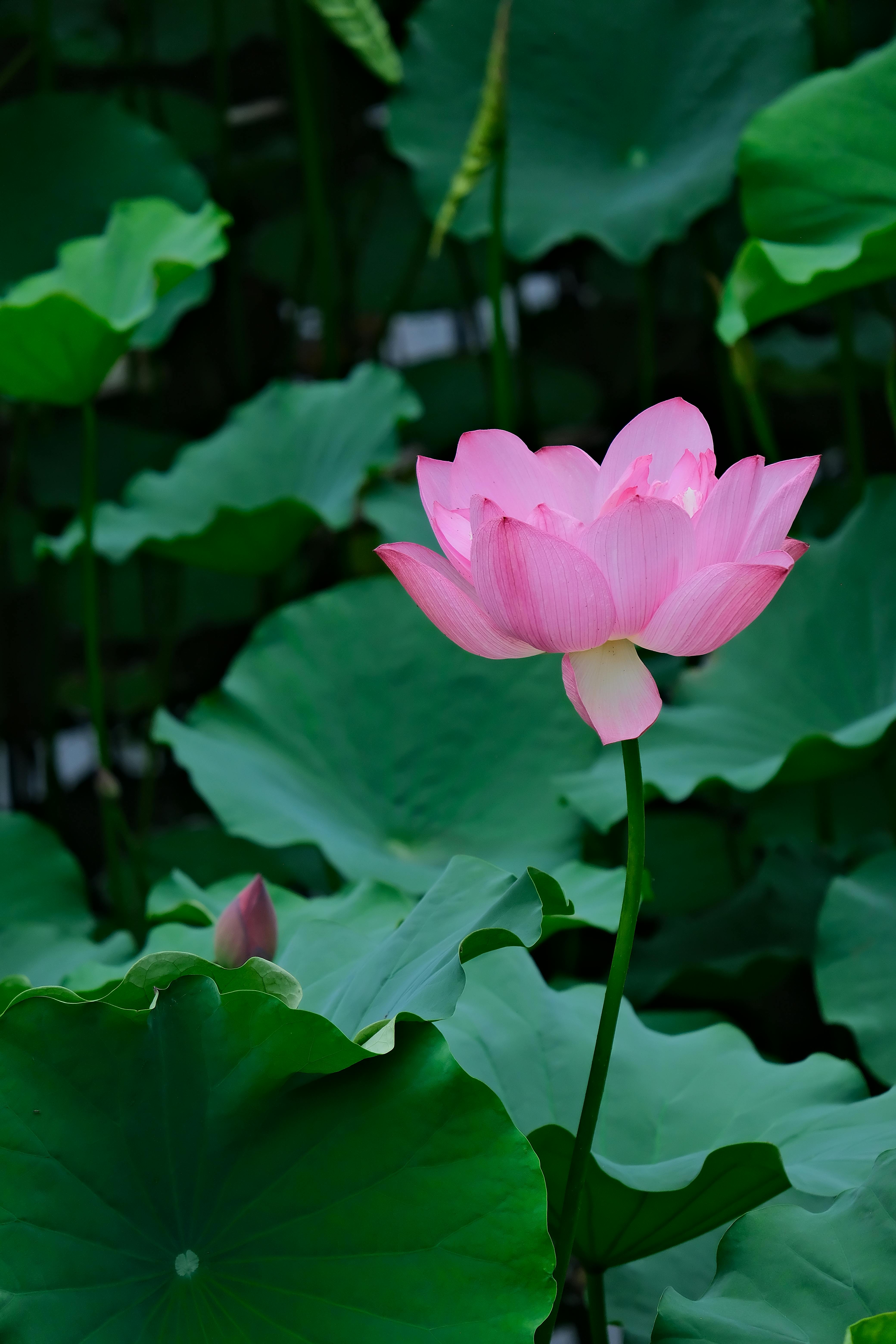 美景图片In_古庙的石卫雕像