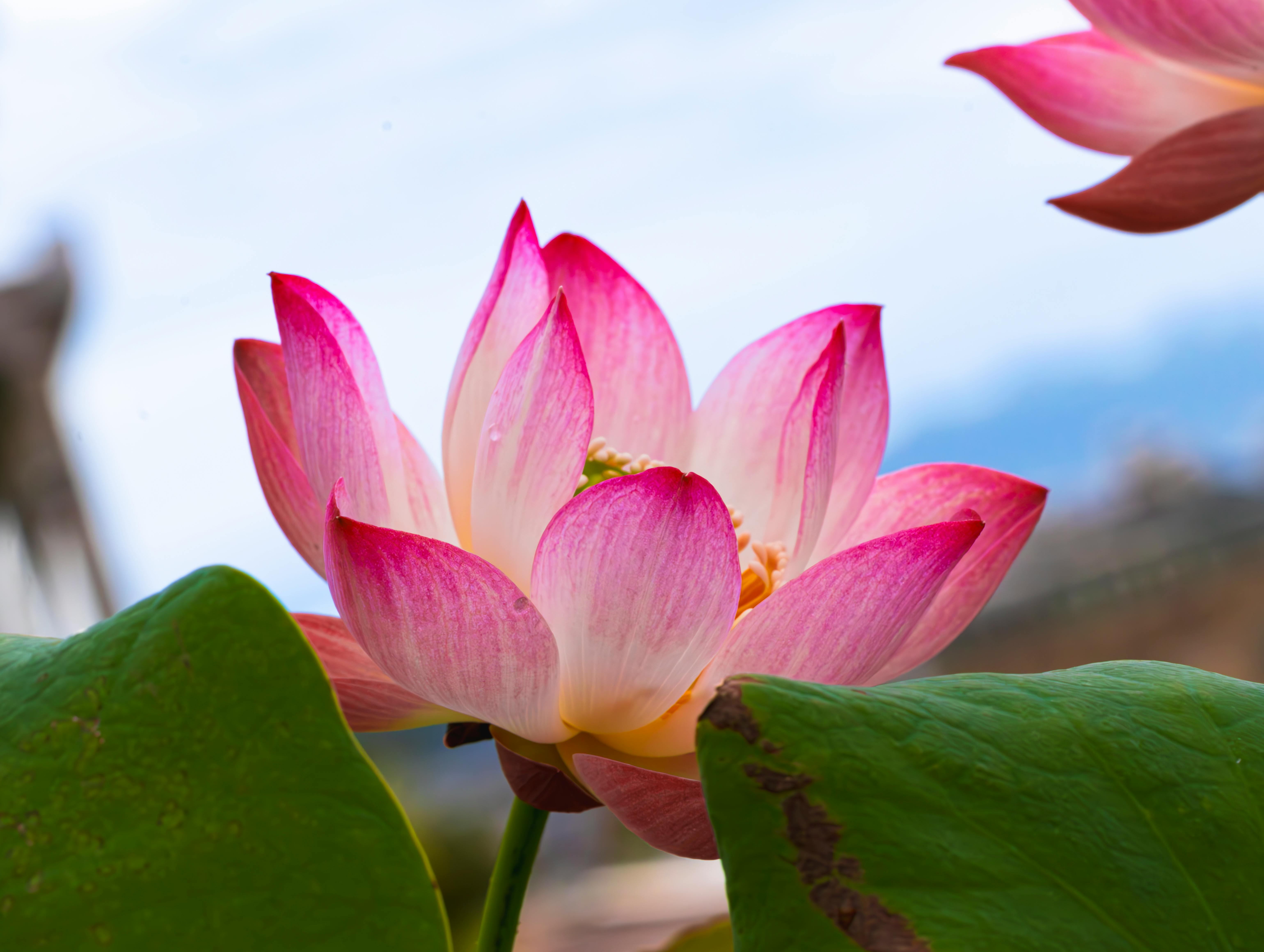 美景图片奈语林幽🌷•-庐山冬季美景，中国江西省_歌雀在郁郁葱葱的草坪上觅食