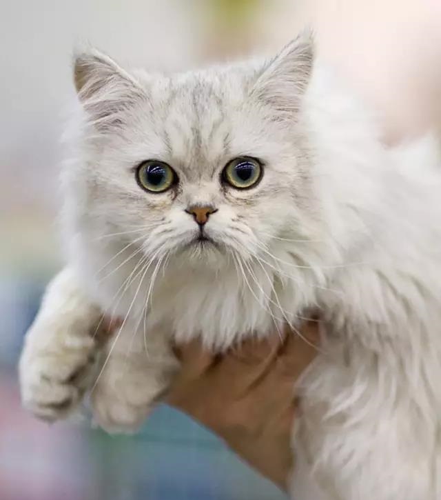 宠物猫的品种图片大全科技_宠物图片小精灵图鉴
