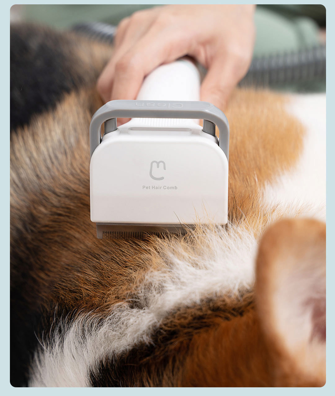 宠物狗狗图片品种大全Mouse_宠物图片小精灵图鉴