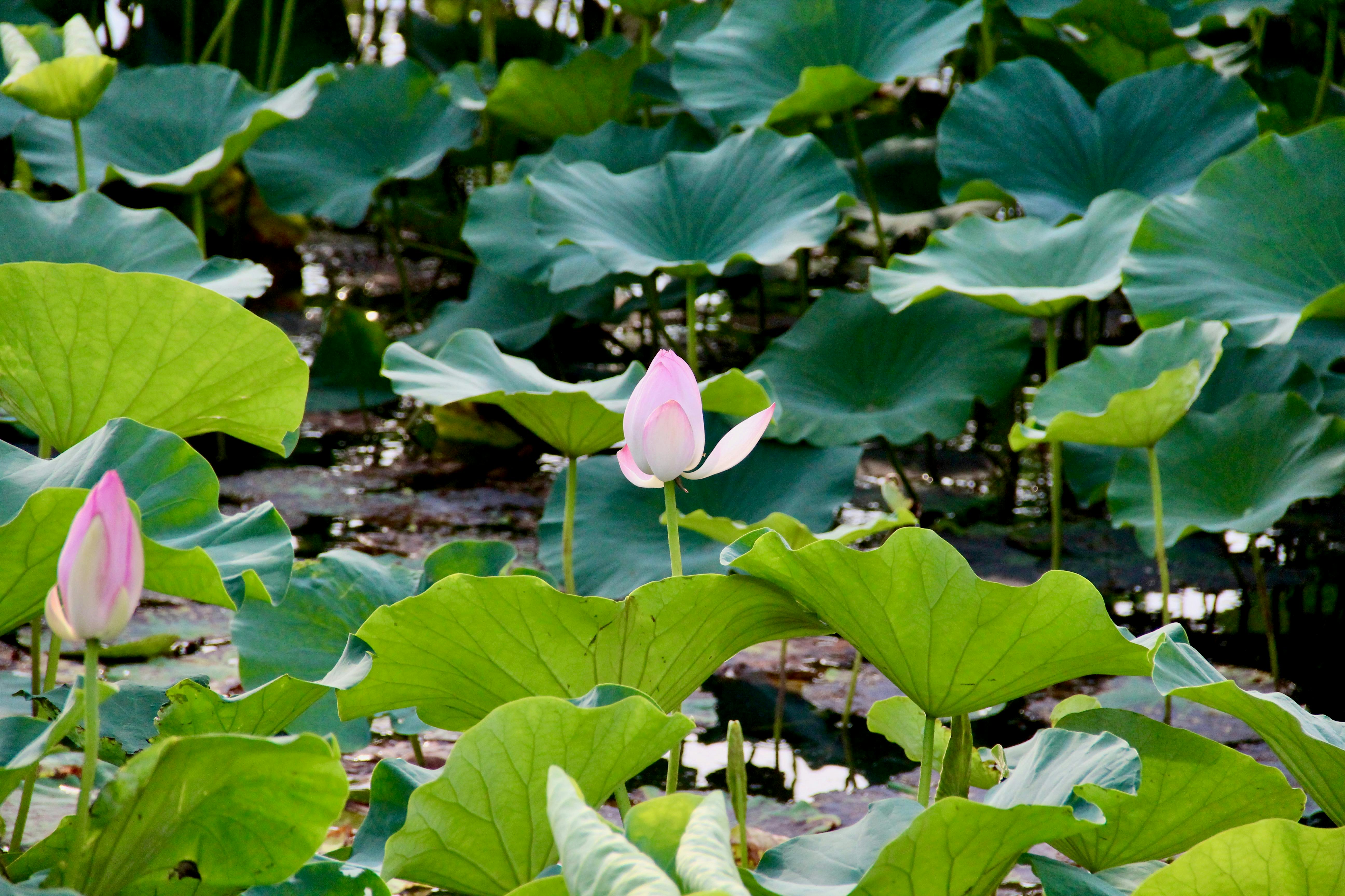 美景图片美景前十名,美景图风景,美景美境_大山谷图库_鲜艳的粉红莲花在茂盛的绿叶中绽放