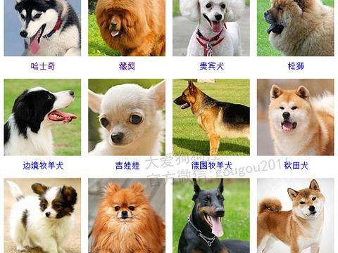 宠物猫的品种图片大全Y_宠物图片小精灵图鉴
