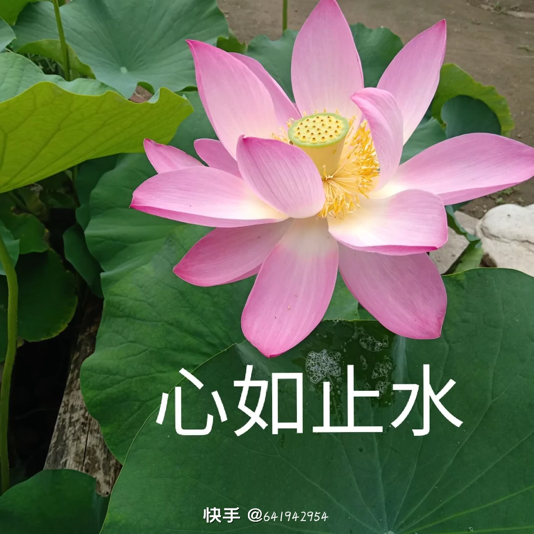 美女照片卡通教程_美女头像真实